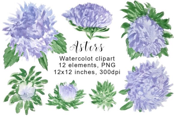 Watercolor Asters Clipart, PNG: Elevating Your Designs with Hand-Painted Quality