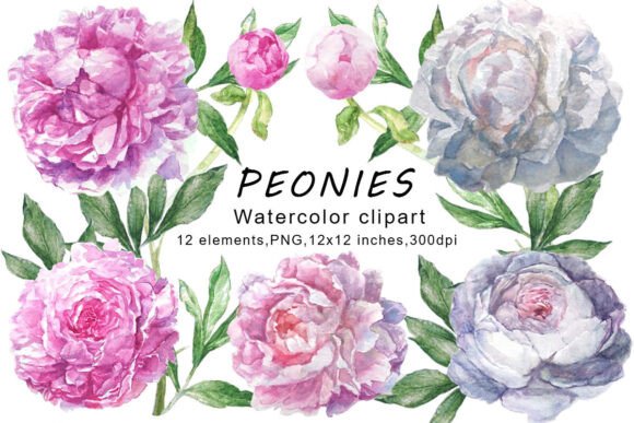 Watercolor Peonies Clipart, PNG