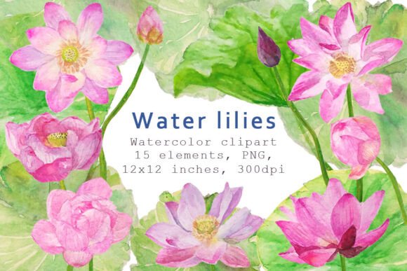 Watercolor Water Lily Clipart, PNG: A Practical Asset Evaluation